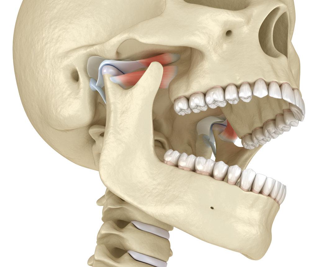 TMJ: The temporomandibular joints. Healthy occlusion anatomy. Medically accurate 3D illustration of human teeth and dentures concept
